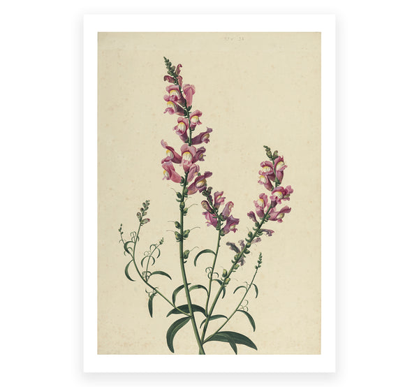 The Flower Show Postcard Set