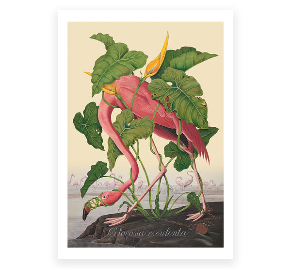 The Flower Show Postcard Set